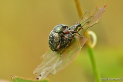 Otiorhynchus lepidopterus