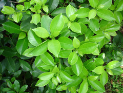 Melicytus macrophyllus