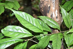 Castanopsis kawakamii