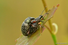 Otiorhynchus lepidopterus