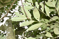 Castanopsis kawakamii