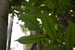 Castanopsis kawakamii