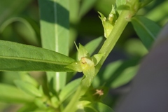 Ludwigia polycarpa