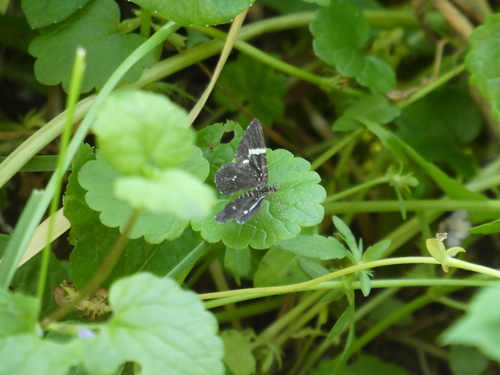 Pseudobaptria corydalaria