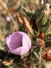 Malacothamnus densiflorus