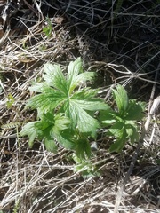 Aconitum septentrionale