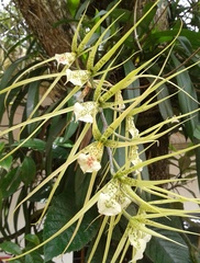 Brassia verrucosa