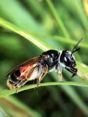 Andrena hattorfiana