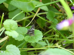 Pseudobaptria corydalaria