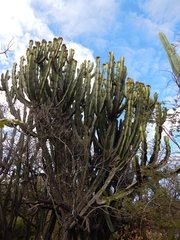 Euphorbia ingens image