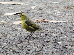 Chlorodrepanis virens wilsoni