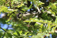 Periparus ater britannicus