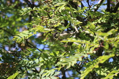 Periparus ater britannicus