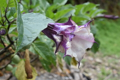 Datura metel