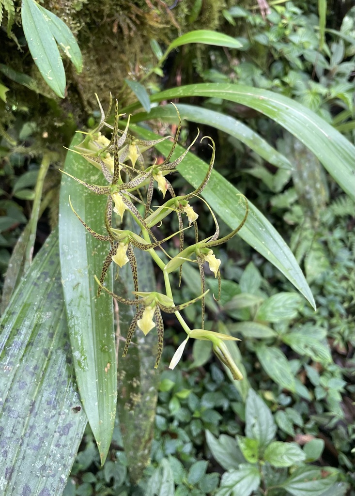 Brassia pozoi (Dodson & N.H.Williams) Senghas 2