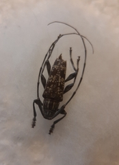 Colobothea naevigera