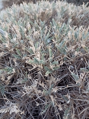 Astragalus tragacantha