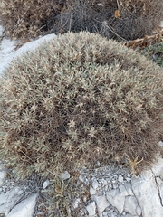 Astragalus tragacantha