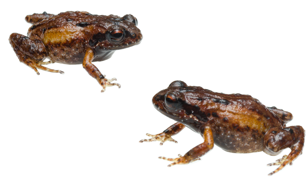 Kogelberg Moss Frog