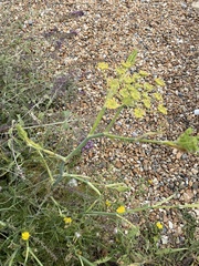Foeniculum vulgare