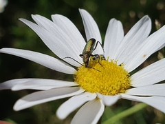 Chrysanthia geniculata