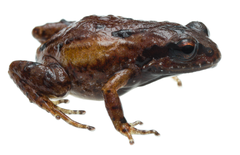 Kogelberg Moss Frog photo 2