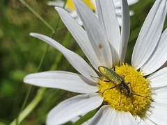 Chrysanthia geniculata