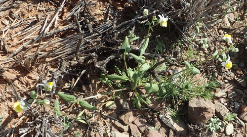 Image of Nemesia anisocarpa by (c) Nicola van Berkel, some rights reserved (CC BY-SA)