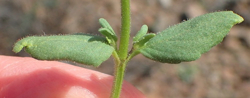 Image of Nemesia anisocarpa by (c) Nicola van Berkel, some rights reserved (CC BY-SA)
