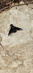 Hemipenthes velutina