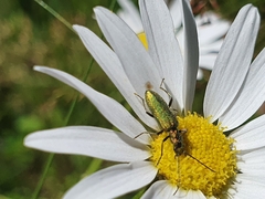 Chrysanthia geniculata