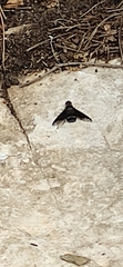 Hemipenthes velutina