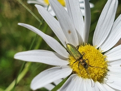 Chrysanthia geniculata