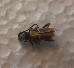 Triodoclytus lanifer