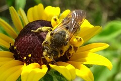 Andrena rudbeckiae