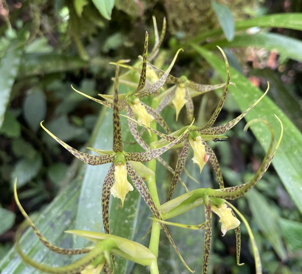 Brassia pozoi
