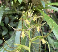 Brassia pozoi