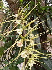 Brassia verrucosa