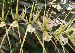Brassia verrucosa