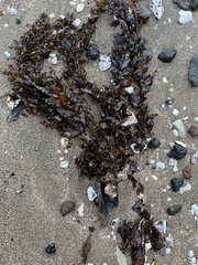 Sargassum scabridum