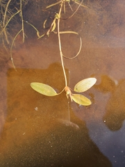 Potamogeton spirillus
