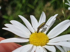 Chrysanthia geniculata