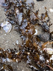 Sargassum scabridum