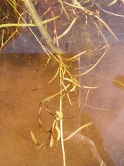 Potamogeton spirillus