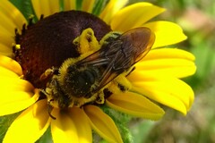 Andrena rudbeckiae