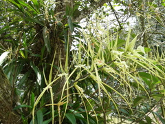 Brassia verrucosa