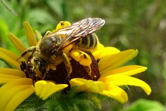 Andrena rudbeckiae