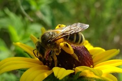 Andrena rudbeckiae
