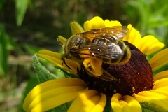 Andrena rudbeckiae