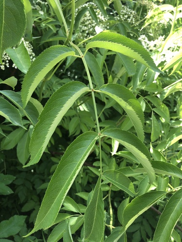 Viburnaceae image